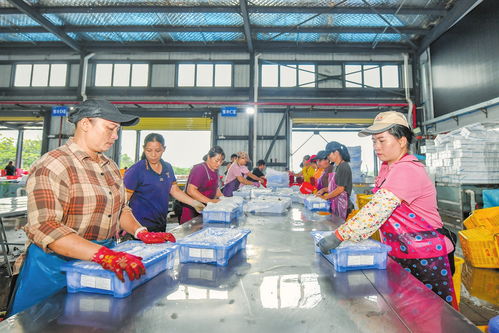 海口多點發(fā)力推動火山荔枝香飄海外
